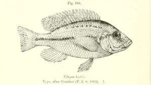 Tilapia kirkii