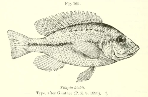 Tilapia kirkii