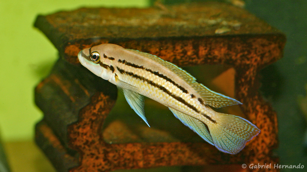 Chalinochromis sp. "bifrenatus" (Aquabeek, Pays-Bas, mars 2009) 