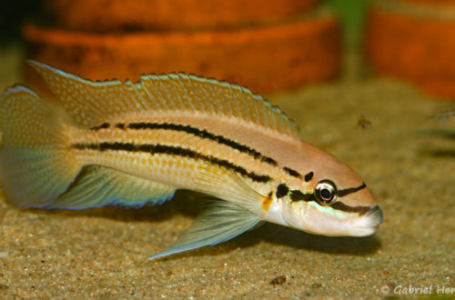 Chalinochromis sp. "bifrenatus" (Aquabeek, Pays-Bas, mars 2009)