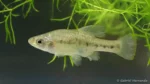 Chapalichthys encaustus, Lago de Chapala, Mexique (congrès AFV, octobre 2022)