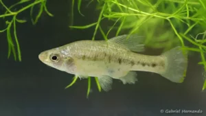 Chapalichthys encaustus, Lago de Chapala, Mexique (congrès AFV, octobre 2022)