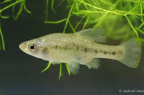 Chapalichthys encaustus, Lago de Chapala, Mexique (congrès AFV, octobre 2022)