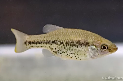 Chapalichthys pardalis, Presa de Sans Juanico, Mexique (congrès AFV, octobre 2022)