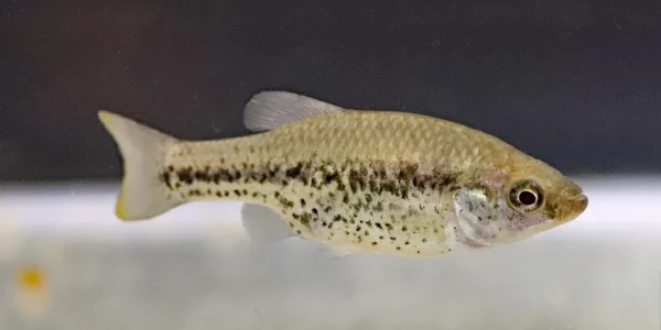 Chapalichthys pardalis, Presa de Sans Juanico, Mexique (congrès AFV, octobre 2022)