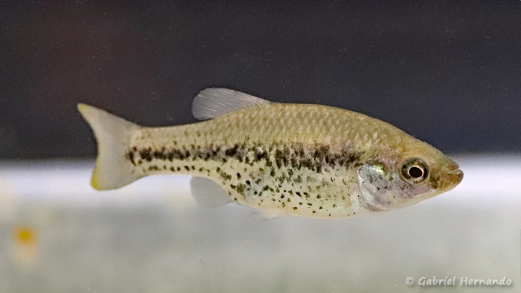 Chapalichthys pardalis, Presa de Sans Juanico