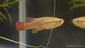 Characodon audax, Aroyo Las Moras, San Rafael Mexique (congrès AFV, octobre 2022)