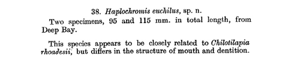 E. Trewavas 1935 - Description Haplochromis euchilus