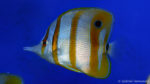 Chelmon rostratus (Zoo Jazac, Duisbourg, mars 2011)
