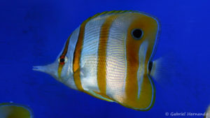 Chelmon rostratus (Zoo Jazac, Duisbourg, mars 2011)