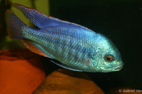 Chilotilapia rhoadesii (Aquabeek, Pays-Bas, mars 2011)