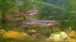 Chromaphyosemion bitaeniatum (Aqua'Club de Trouville Sur Mer, juin 2007)