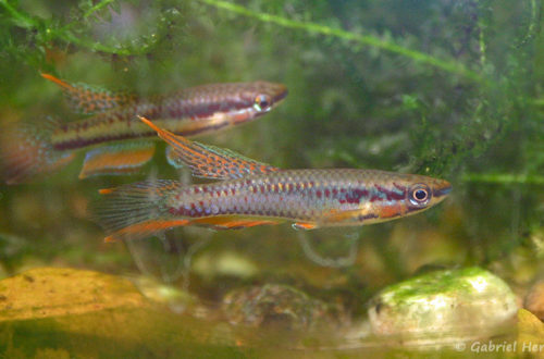 Chromaphyosemion bitaeniatum (Aqua'Club de Trouville Sur Mer, juin 2007)