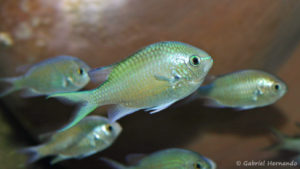Chromis atripectoralis (Zoo Jazac, Duisbourg, mars 2011)