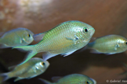 Chromis atripectoralis (Zoo Jazac, Duisbourg, mars 2011)