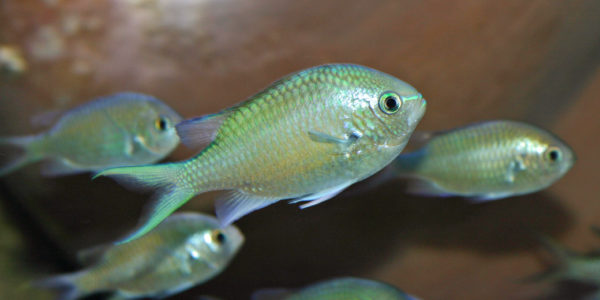Chromis atripectoralis (Zoo Jazac, Duisbourg, mars 2011)