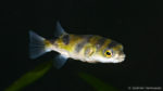 Colomesus asellus (Zoo Jasac, Duisbourg, , mars 2011)