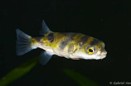 Colomesus asellus (Zoo Jasac, Duisbourg, , mars 2011)