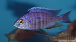 Copadichromis azureus, variété de Mbenji (Aqua Treff, Meerbusch, Allemagne, mars 2009)