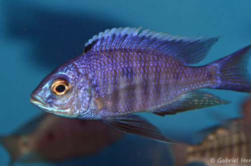 Copadichromis azureus, variété de Mbenji (Aqua Treff, Meerbusch, Allemagne, mars 2009)