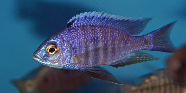 Copadichromis azureus, variété de Mbenji (Aqua Treff, Meerbusch, Allemagne, mars 2009)