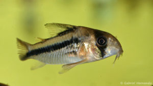 Corydoras axelrodi (Aquabeek, Pays Bas, mars 2011)