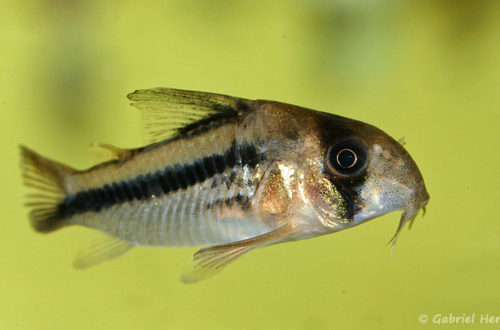 Corydoras axelrodi (Aquabeek, Pays Bas, mars 2011)