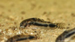 Corydoras habrosus (Aquabeek, Pays-Bas, mars 2011)