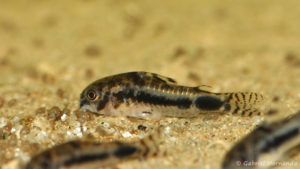 Corydoras habrosus (Aquabeek, Pays-Bas, mars 2011)