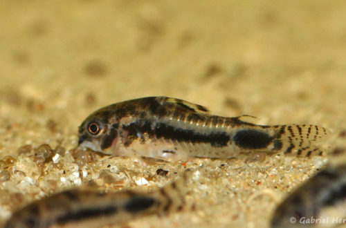 Corydoras habrosus (Aquabeek, Pays-Bas, mars 2011)