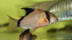 Corydoras metae (Aquabeek, Pays-Bas, mars 2011)