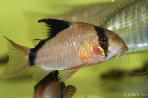 Corydoras metae (Aquabeek, Pays-Bas, mars 2011)