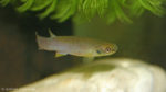 Cynodonichthys tenuis, variété La Ceiba, au Honduras (Aquario'Club des Portes de l'Eure, juin 2010)