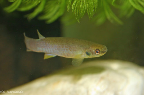 Cynodonichthys tenuis, variété La Ceiba, au Honduras (Aquario'Club des Portes de l'Eure, juin 2010)