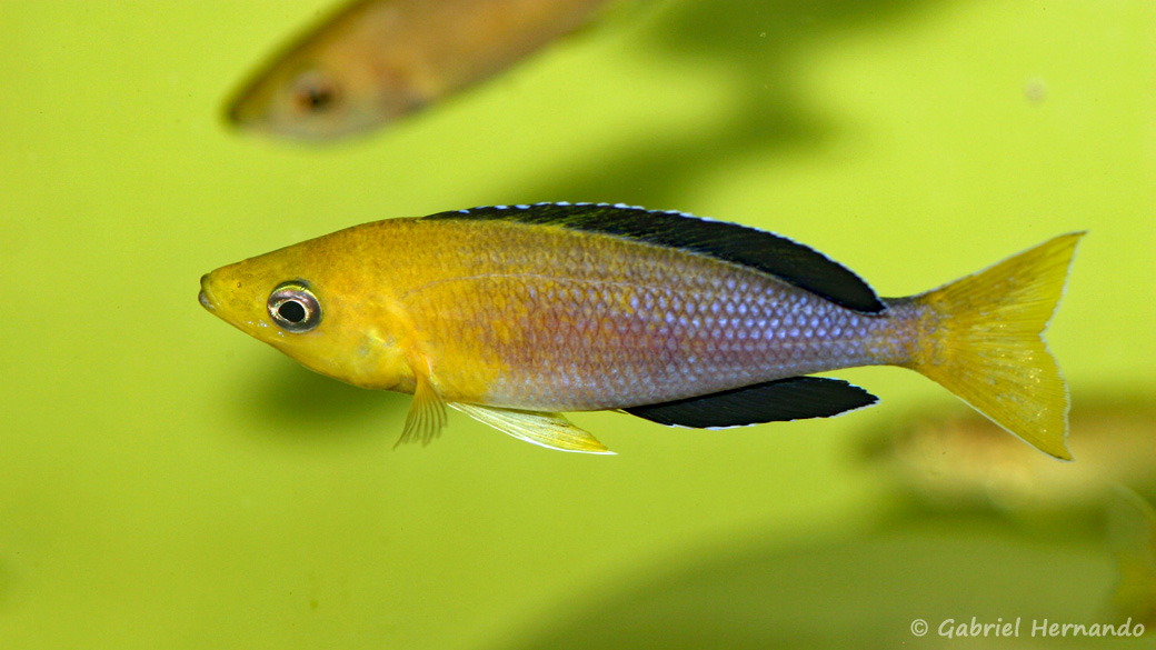Cyprichromis sp. "Jumbo", mâle de la variété de Kasanga, dite Tricolor (Aquabeek, mars 2009)