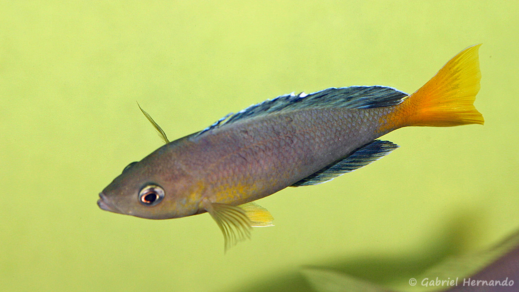 Cyprichromis sp. "Jumbo", mâle de la variété de Chipimbi (Aquabeek, mars 2009)