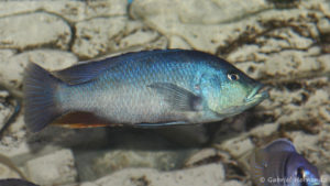 Dimidiochromis kiwinge (Aqua Treff, Meerbusch, mars 2011)
