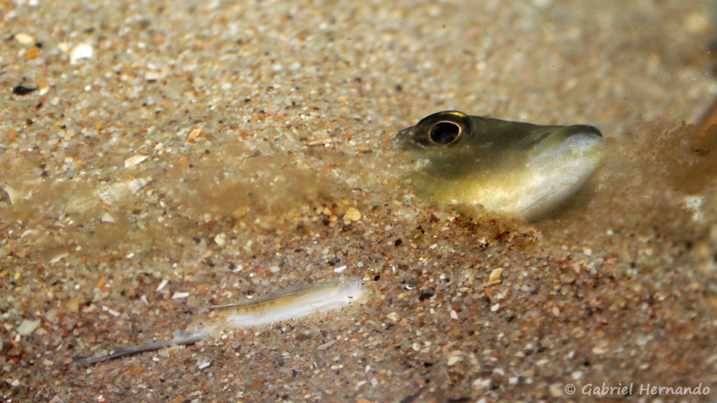 Fossorochromis rostratus, ensablé pour échapper au coup d'épuisette (juin 2014)