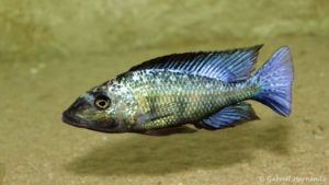 Fossorochromis rostratus mâle