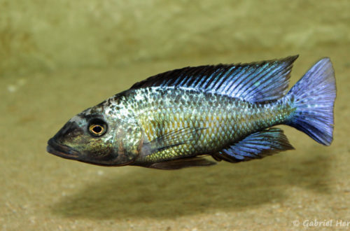 Fossorochromis rostratus mâle