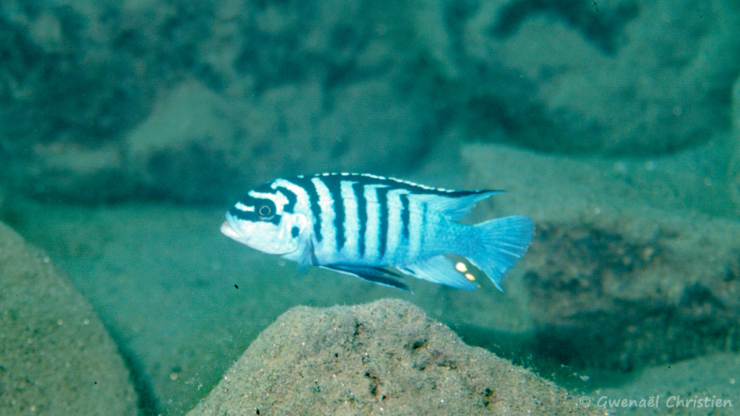 Maylandia fainzilberi, in situ à Chewere