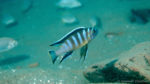 Cynotilapia sp. "elongatus Chitimba", in situ à Chitimba (profondeur 22 m)