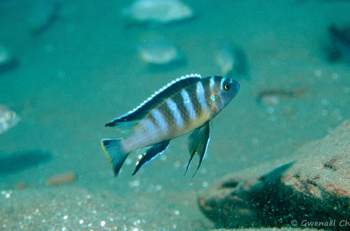 Cynotilapia sp. "elongatus Chitimba", in situ à Chitimba (profondeur 22 m)