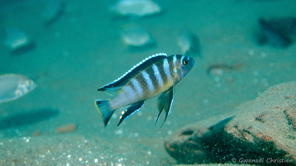 Cynotilapia sp. "elongatus Chitimba", in situ à Chitimba (profondeur 22 m)