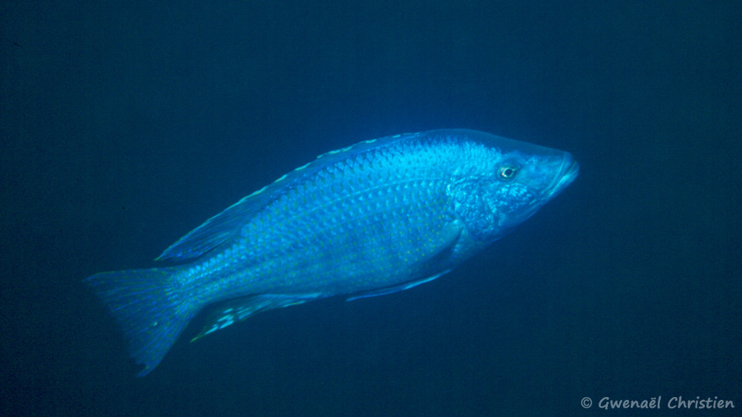 Dimidiochromis kiwinge, in situ à Charo