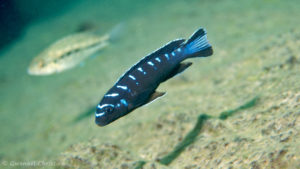 Chindongo sp. "elongatus ruarwe", in situ à Charo