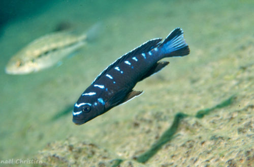 Chindongo sp. "elongatus ruarwe", in situ à Charo