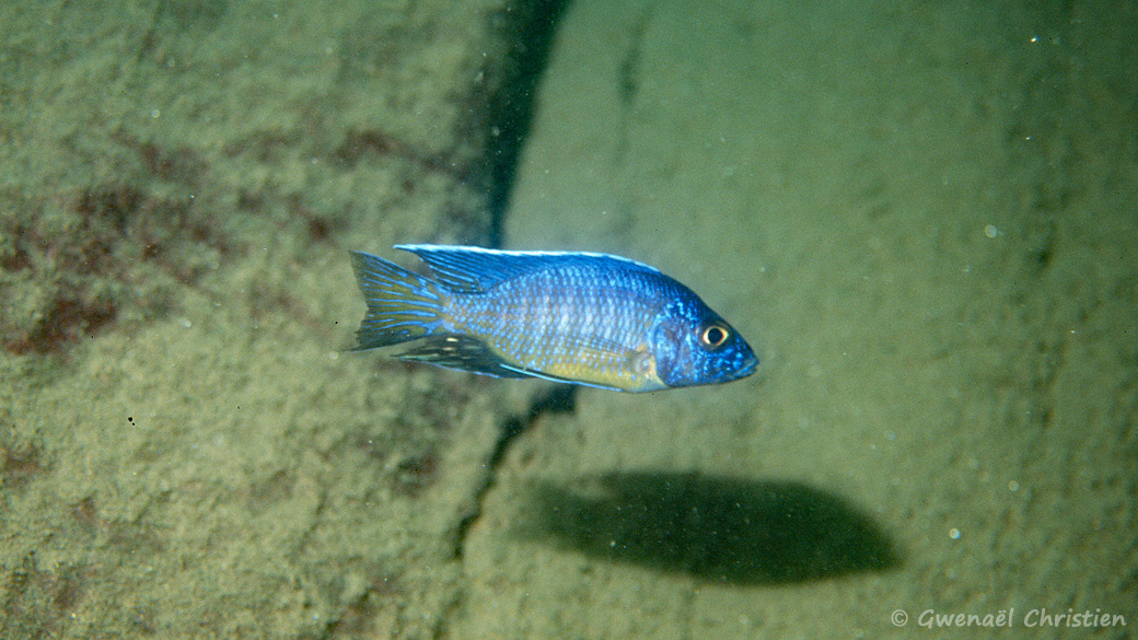 Aulonocara stuartgranti in situ à Nkhata Bay