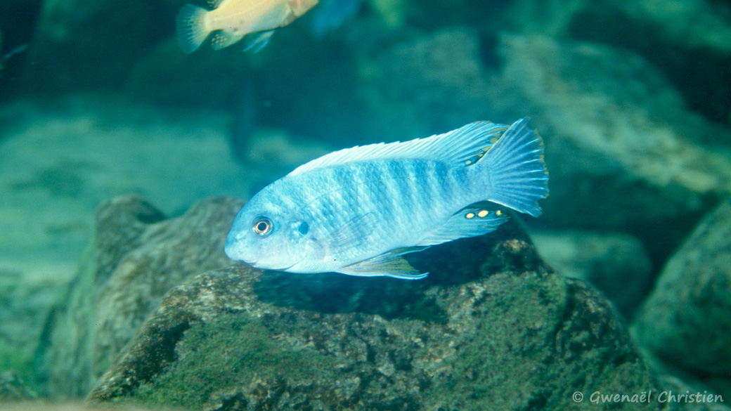 Labeotropheus trewavasae, in situ à Chiloelo