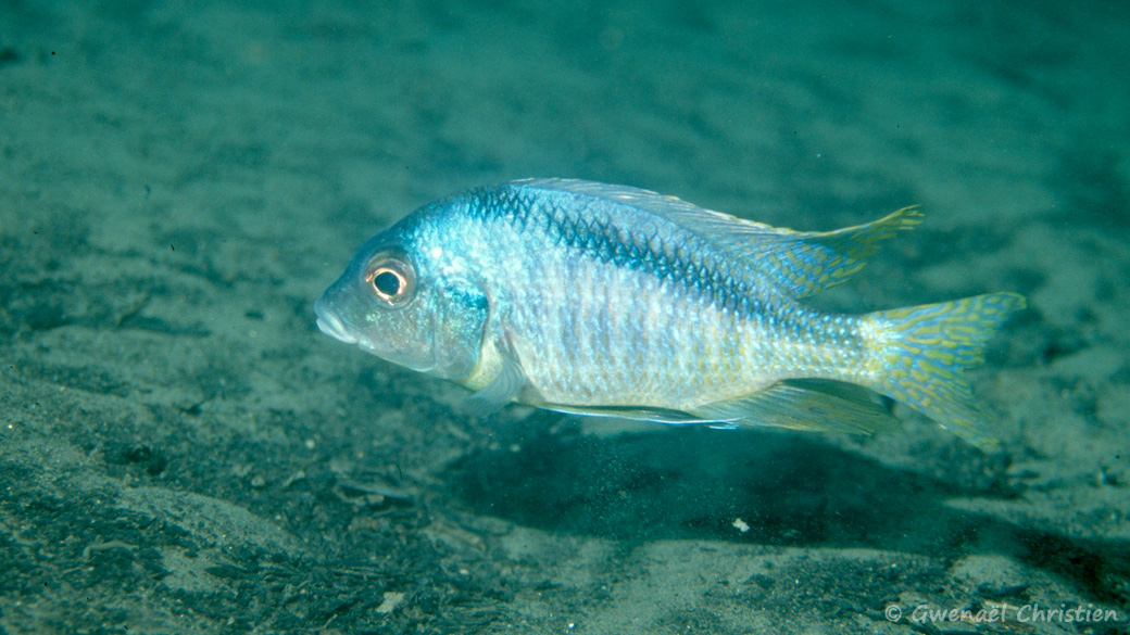 Mylochromis malanotaenia, in situ à Chiloelo